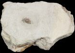 Encrinurus Deomenos Trilobite - Very Rare #51072-1